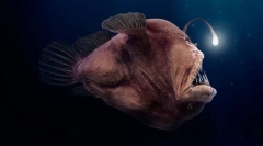 Když je lampa pro nic: 15 zvířat, která svítí ve tmě